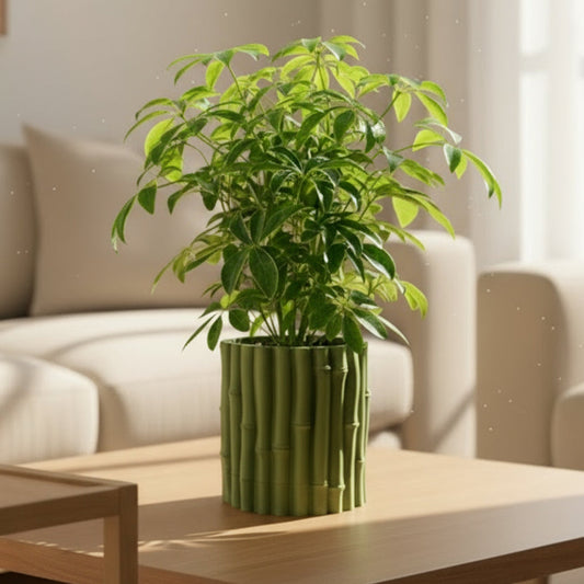 Bamboo Planter with Hidden Drip Tray