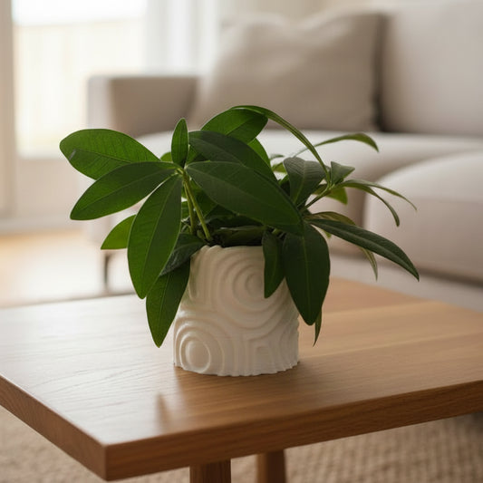 Ripple Planter Pot (01 Unit) (Only pot)
